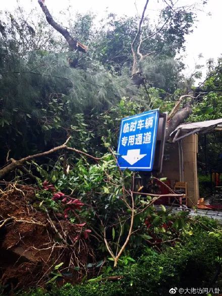 【资讯】深圳人今天上班路上的照片，仿佛进入了原始森林