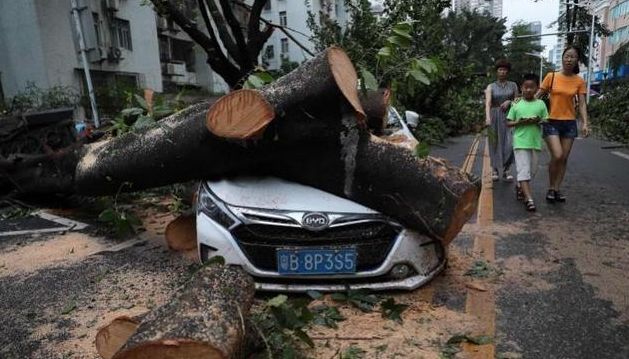 【资讯】深圳人今天上班路上的照片，仿佛进入了原始森林