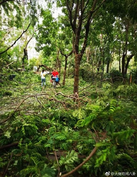 【资讯】深圳人今天上班路上的照片，仿佛进入了原始森林